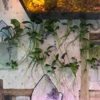 15 Talee di Anubias - Piante Acquario Facili