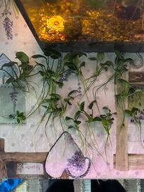 15 Talee di Anubias - Piante Acquario Facili