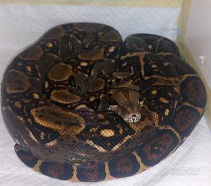 coppia boa costarica 