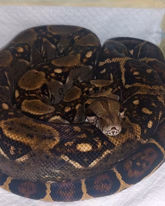 coppia boa costarica 