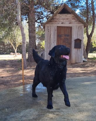 Labrador Retriever Nera