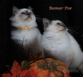 Cucciole disponibili