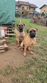 Cuccioli di Bullmastiff 