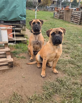 Cuccioli di Bullmastiff 