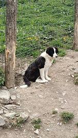 Cucciolo maschio Border collie in adozione