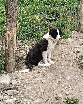 Cucciolo maschio Border collie in adozione