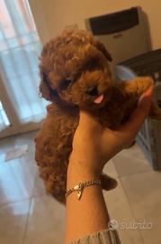 Barboncini mini toy e toy