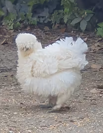 Gallina riccia