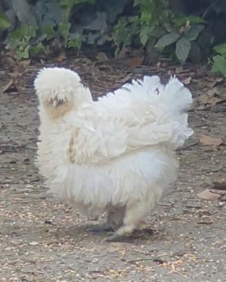 Gallina riccia