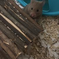 Criceto Dorato 2 mesi