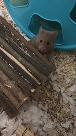 Criceto Dorato 2 mesi