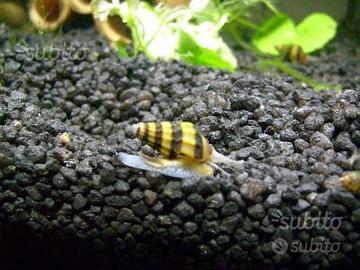 Lumaca Killer Anentome Helena per acquario