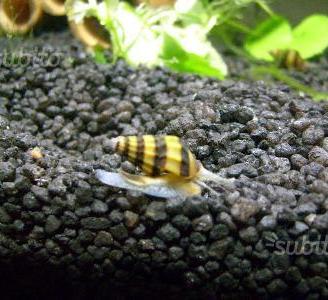 Lumaca Killer Anentome Helena per acquario