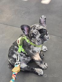 Bulldog francese merle