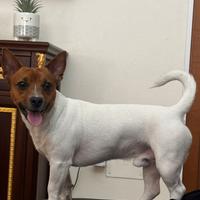 Jack Russell per accoppiamento