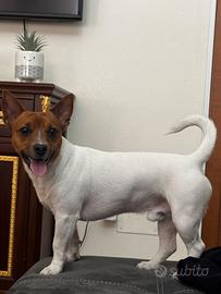 Jack Russell per accoppiamento