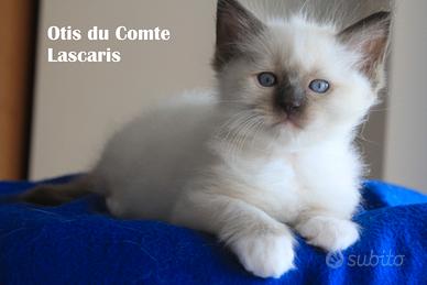 OTIS cucciolo razza ragdoll con pedigree