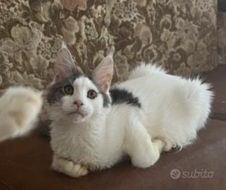 Maine Coon femmina
