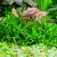 Piantine Prato acquario Helanthium