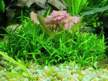 Piantine Prato acquario Helanthium
