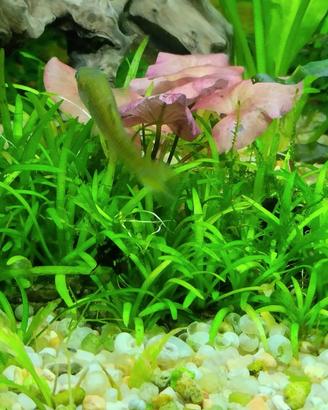 Piantine Prato acquario Helanthium