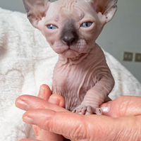 Gattini Sphynx e Sphynx Elf meravigliosi