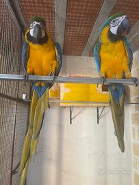 Ara arauna