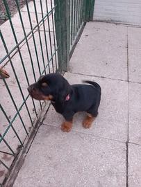 Cuccioli segugio, sverminati e vaccinati