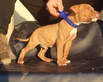 Cuccioli di Pit Bull Terrier