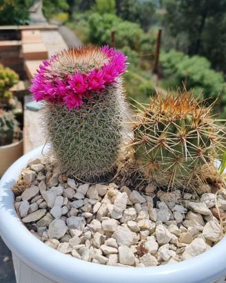 Cactus
