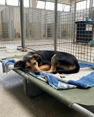 Cucciolona mix german pinscher in adozione