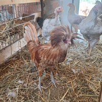 Gallo Padovano