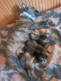 Bulldog francesi madchi e femmine
