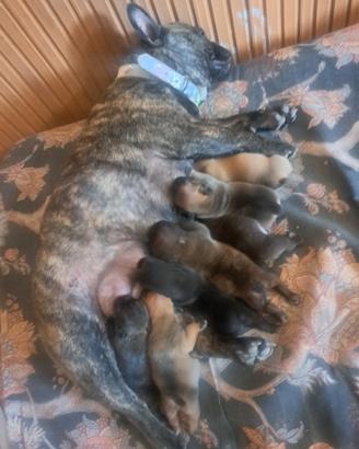 Bulldog francesi madchi e femmine