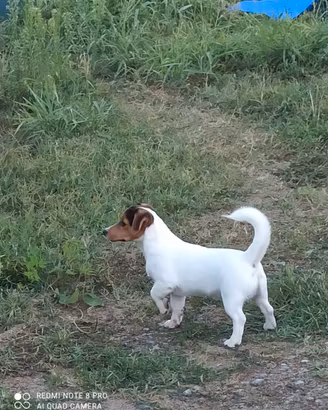 Cuccioli Jack russell Terrier con Pedigree