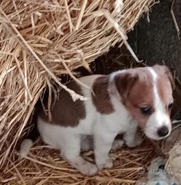 Jack russel