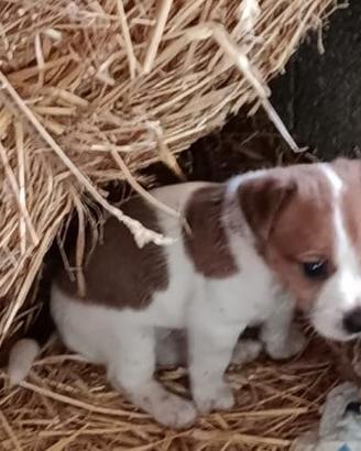 Jack russel