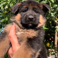Cuccioli Pastore Tedesco