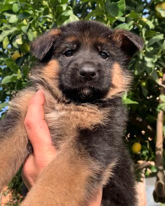 Cuccioli Pastore Tedesco