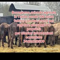 300 Asini a Torino di grossa e piccola taglia