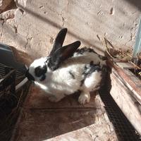 Conigli giganti papillon