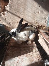 Conigli giganti papillon