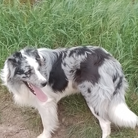 Border collie