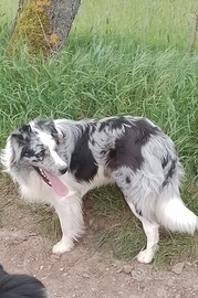 Border collie