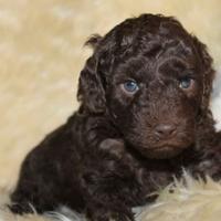 Cuccioli di barboncini toy cioccolato M e F