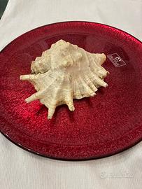 Conchiglia Lambis Truncata