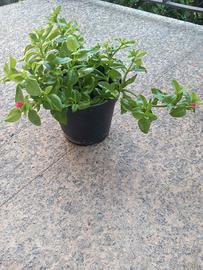 Pianta aptenia