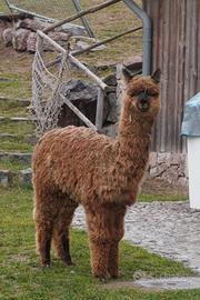 Lama e alpaca docili e abituati all' uomo