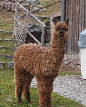 Lama e alpaca docili e abituati all' uomo