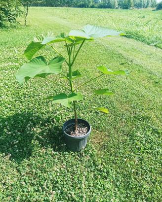Piante di paulownia